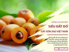 Những món đang được dân Đà Lạt ồ ạt khoe, ai nhìn thấy cũng muốn đến ngay lập tức