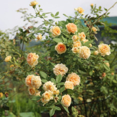 2 loại hoa hồng này là “vua hoa”, khi nở biến tường thành biển hương, thơm nức