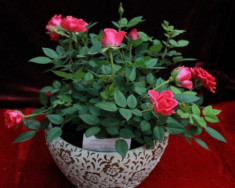 Chậu hoa hồng ngoại lâu bung nở, chỉ cần 4 thao tác nhỏ bạn có thể thu hoạch cả vườn