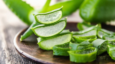 Dưỡng da trắng sáng, láng mịn tự nhiên nhờ những cách làm trắng da bằng nha đam siêu đơn giản