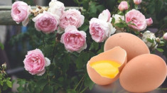 Trứng gà là “siêu thực phẩm” của hoa hồng, bón 1 chút vào gốc hoa sẽ tuôn thành thảm