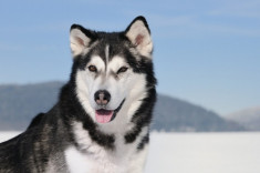 4 Giống chó Alaska tuyệt vời và đáng nuôi nhất hiện nay