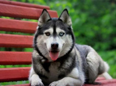 Chó Husky: Đặc điểm, tính khí và cách nuôi tốt nhất
