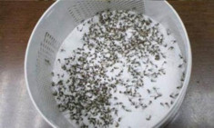 Cho một ít mật ong vào đáy chai, sau một đêm bất ngờ bắt được cả trăm con muỗi