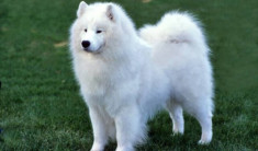 Chó Samoyed: Thông tin, hình ảnh, đặc điểm và cách nuôi tốt nhất