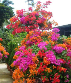 “Máy sản xuất hoa mùa hè”, trồng theo cách này hoa nở như thác, kéo dài 200 ngày mỗi năm