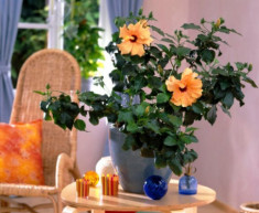 3 loại hoa là “con” của mặt trời, trồng một chậu ngoài ban công nở rực rỡ