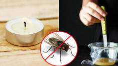 7 chiêu độc khiến ruồi muỗi “dạt nhà” đi xa không dám quay lại