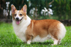 Chó Corgi: Nguồn gốc, đặc điểm và cách chăm sóc tốt nhất