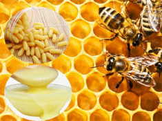 Sữa ong chúa có tác dụng gì với làm đẹp và sức khỏe?