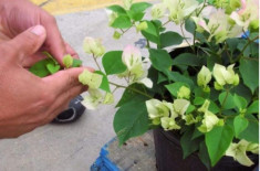 Trồng hoa giấy ở nhà xịt “1 loại nước” này thường xuyên nụ hoa lớn nhanh, hoa nhiều hơn lá
