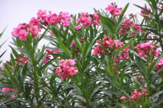 4 loại hoa “xui xẻo”, đẹp đến đâu cũng không nên trưng trong nhà kẻo ảnh hưởng đến sức khỏe