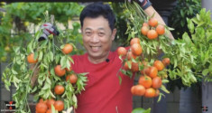 Danh hài Vân Sơn bội thu mùa quýt, khoe vườn 1.200 m2 ở Mỹ “ngồn ngộn” trái cây