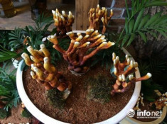 Hàng độc chơi Tết: Nấm linh chi bonsai sừng hươu đỏ
