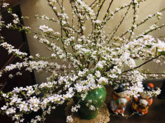 Hoa Tuyết Mai - Ý nghĩa và cách cắm hoa trang trí ngày Tết