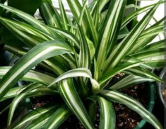 4 loại cây có thể hấp thụ “chất độc hại”, trồng một chậu ở nhà không khí thật trong lành