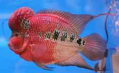 Cá La Hán - Đặc điểm, phân loại và giá bán
