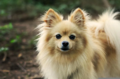 Chó phốc sóc Pomeranian có những loại nào và giá bán