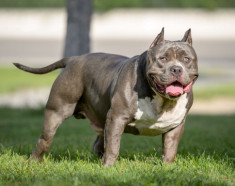 Chó Pitbull - Nguồn gốc, đặc điểm, giá bán và cách thuần hóa