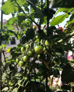 Để trồng cà chua trên ban công, bạn phải nắm vững 3 bước thì cây con mới khỏe, quả nhiều