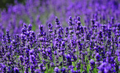 Hoa oải hương - Nguồn gốc, ý nghĩa, cách trồng và chăm sóc hoa Lavender