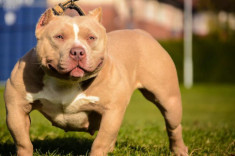 Loại chó như anh em sinh đôi với Pitbull nhưng rất thân thiện