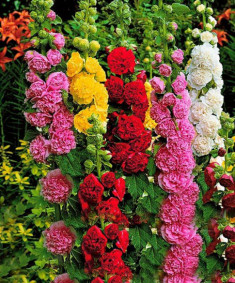 Trồng hoa mãn đình hồng vừa có sân vườn rực rỡ, vừa có cây thuốc quý trong nhà