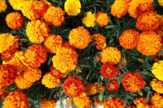 Đón Tết ngập tràn sắc xuân với 15 loại hoa đẹp rực rỡ và dễ trồng