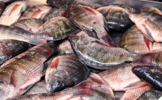 Loại cá dân dã của Việt Nam được ví như “cá hồi thịt trắng”, đạm gấp 7 lần sữa, nấu theo kiểu này hao cơm phải biết