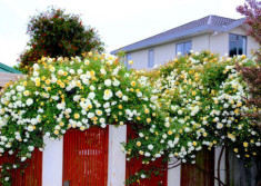 Mẹ Việt ở New Zealand trồng trăm loại hoa hồng đẹp như tranh, đi công tác vài tháng vườn vẫn tươi tốt