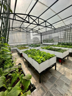 Nữ CEO chi 200 triệu trồng rau sân thượng, khu vườn 30m2 được khen “đáng đồng tiền bát gạo”