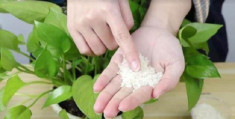 Gạo là “tiên dược” để trồng cây, rắc một nắm vào chậu, lá cả năm không vàng, mầm xanh bật ra