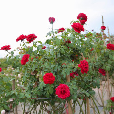 Hoa hồng mãi chưa đâm bông, bổ sung 3 loại “nước thần” này, nụ lên tủa tủa, hoa nở liên tục to bằng cái bát