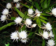 6 loài hoa “ngủ ngày cày đêm”, một khi nở hoa sẽ tỏa hương khắp nhà, thích hợp trồng ở ban công