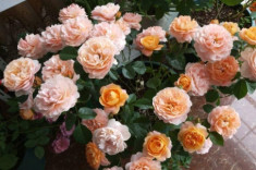 Mùa xuân trồng hoa hồng nhớ kỹ 3 điều này, làm đúng hoa nở rộ, làm sai cẩn thận cây chết
