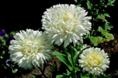 4 loại hoa đẹp mỹ miều nhưng ít người nguyện ý trồng, cố chấp trồng cẩn thận gặp họa