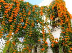 5 loại cây được ví như “máy sản xuất hoa”, đừng quên trồng 1 chậu ở ban công, nắng càng to hoa càng nhiều