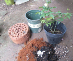 5 loại rác lặt vặt ven đường chẳng ai thèm, nhưng nhặt về trồng hoa lại là “bảo bối”
