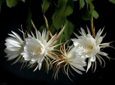 6 loại cây có hoa thơm nức mũi, trồng 1 chậu ở ban công, nhà lúc nào cũng ngào ngạt hương thơm