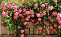 Ai trồng hoa hồng hay chết ít hoa, phải biết ngay 5 “bí quyết” này, cây lên xanh tươi hoa ra sum suê