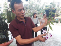 Lạ Thái Nguyên: Vườn lan nhiều loại siêu độc, giá cả chục triệu 1cm