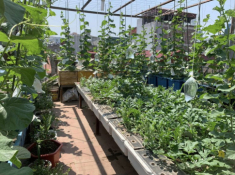 Mẹ đảm 4 con Hà Nội làm vườn sân thượng 60m2, chia sẻ bí quyết trồng rau siêu hiệu quả chỉ bằng những bịch nước lọc