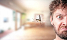 Tại sao tắt điện thì muỗi kêu vo ve, bật điện lên lại không thấy đâu? Câu trả lời khiến nhiều người ngỡ ngàng