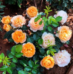 Trên thân hoa hồng có một “công tắc tăng trưởng”, hãy bật lên số lượng hoa sẽ nhân đôi