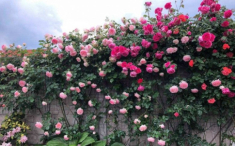 4 loại “hoa leo tường” chịu hạn cực tốt, khi nở phủ thành thảm hoa đẹp mắt, sống được lâu năm