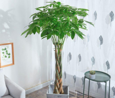 5 loại cây may mắn mùa hè phát triển điên cuồng, đặt ở phòng khách trông vừa bề thế vừa hút tài lộc