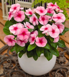 Loại hoa này là “khắc tinh” của ung thư, vừa đẹp lại dễ trồng, nở 300 ngày mỗi năm