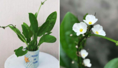 Loài hoa trắng muốt đẹp dịu dàng, trồng một chậu trước nhà gia tăng vượng khí, hút tài lộc