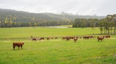 Tại sao Tasmania - Trái tim của hành tinh thuyết phục được nhiều mẹ Việt khó tính?