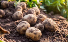 2 cách trồng khoai tây siêu dễ tại nhà, mẹo đơn giản cho năng suất cao